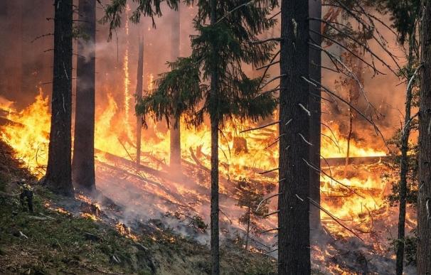 El fuego ha arrasado 75.000 hectáreas en España hasta el 13 de agosto, el peor año del último lustro
