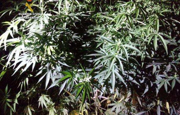 Dos detenidos por el cultivo de 45 plantas de marihuana con un peso de 140 kilos en La Robla y Sancedo (León)