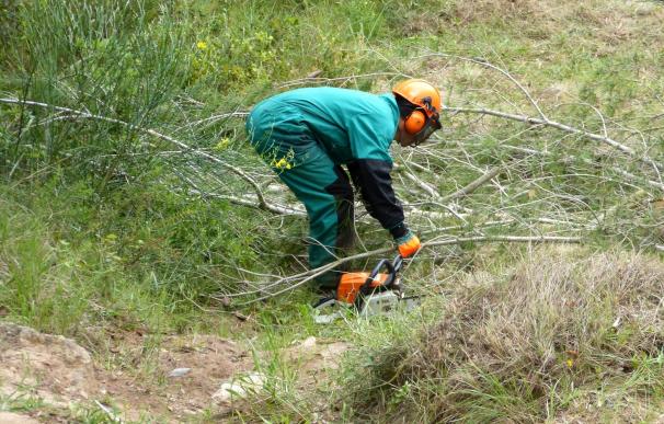 Endesa invierte 900.000 euros en limpieza de más de 306 kilómetros de líneas eléctricas en zonas boscosas de Baleares