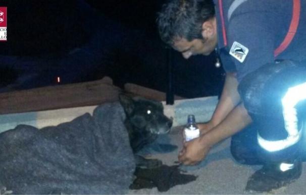 Rescatan a un perro herido y asustado debajo de un puente en La Pobla Tornesa