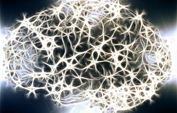 Investigadores del Clínico y la UV demuestran la capacidad de cambio estructural en las interneuronas cerebrales