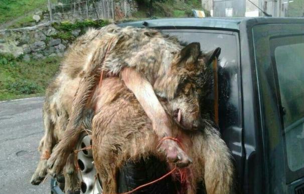 WWF denuncia en fiscalía las batidas indiscriminadas de lobos en un tercio de Asturias
