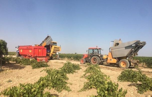 Sanidad "excepcional y buena acidez" en las primeras uvas blancas vendimiadas de la cosecha 2017