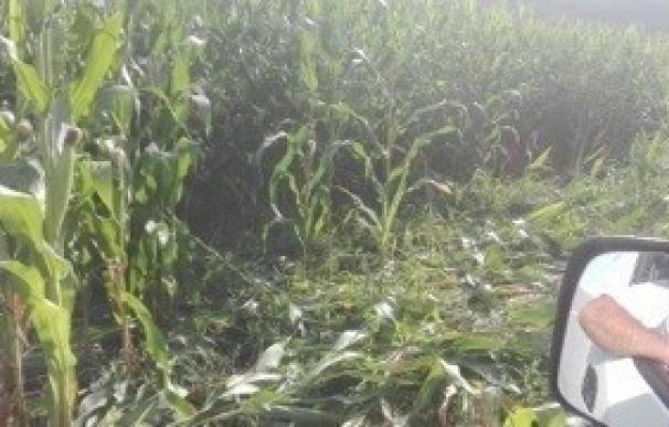Los jabalíes asolan 17 hectáreas de maíz en Soto del Barco