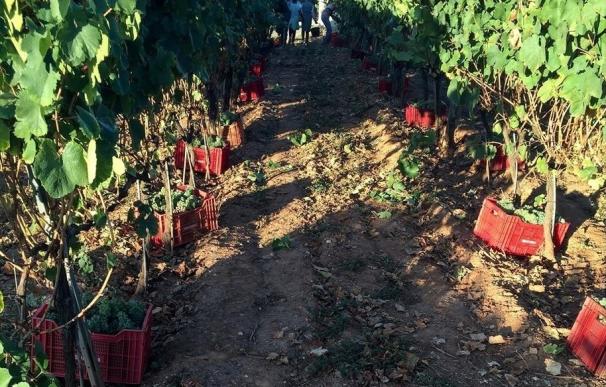 Unión de Uniones pide a la Aica que intervenga para asegurar el derecho del viticultor a contrato y precio