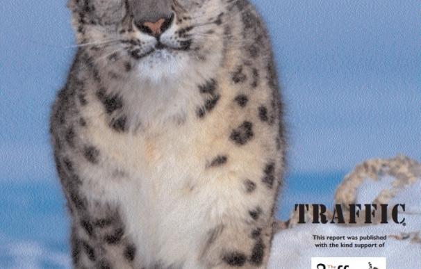 WWF pide combatir la caza furtiva del leopardo de las nieves, que mata 450 ejemplares al año