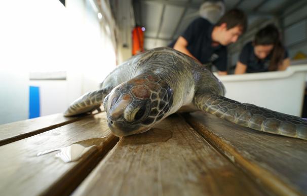El Oceanogràfic soltará el martes en Jávea una tortuga recuperada en el Arca del Mar