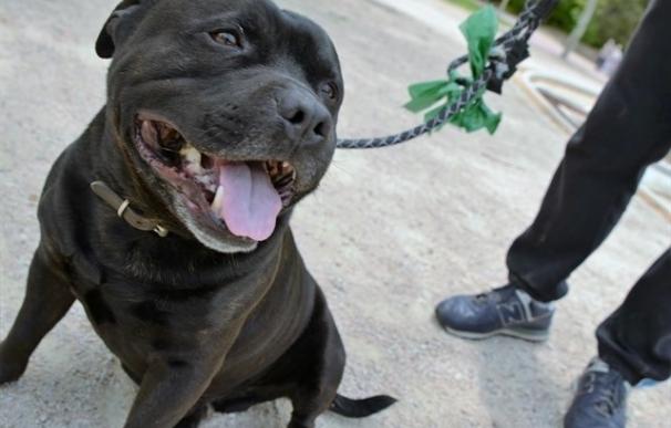 La Junta abre 110 expedientes sancionadores a propietarios de perros potencialmente peligrosos desde enero