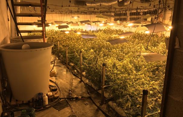 Localizan 1.950 plantas de marihuana en un pabellón de Usurbil