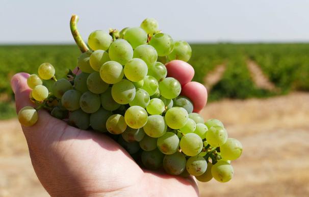 La primera semana de vendimia deja más tres millones y medio de kilos de uva recolectados en la DO Rueda