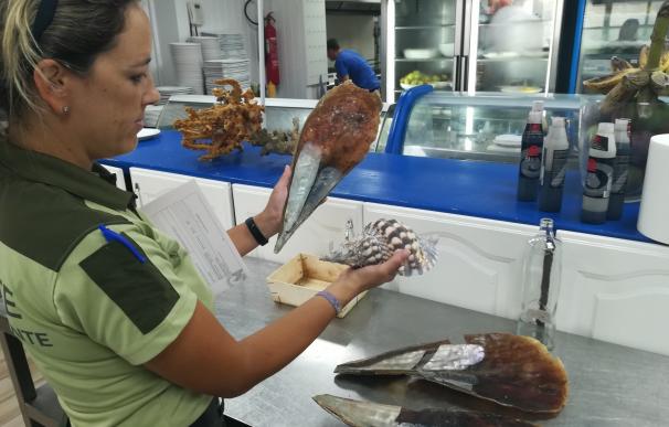 Agentes de Medio Ambiente intervienen 17 ejemplares de dos especies protegidas de moluscos marinos