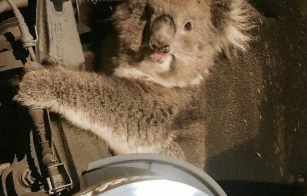 Una koala sobrevive a un viaje de 16 kilómetros atrapada en el eje de un todoterreno en Australia