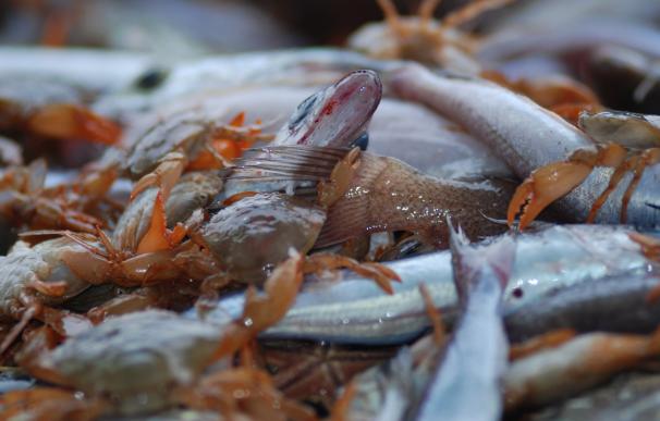 El IEO estudia la reducción de los descartes pesqueros