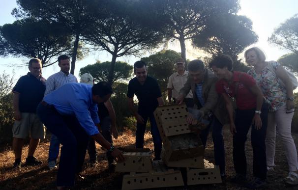 Junta suelta 1.600 perdices rojas en la provincia de Huelva dentro del programa 'Life+Iberlince'
