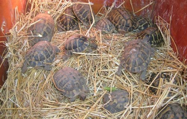 Baleares y Comunidad Valenciana colaboran en la recuperación de la tortuga mediterránea