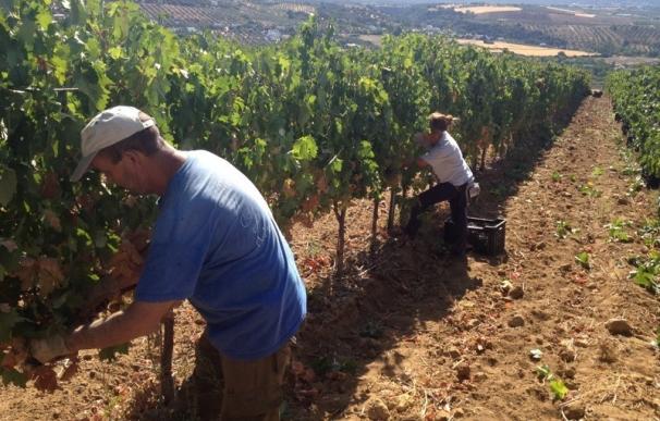 La producción de uvas de Málaga alcanza los 3,6 millones de kilos con calidad "muy buena" y "excelente"
