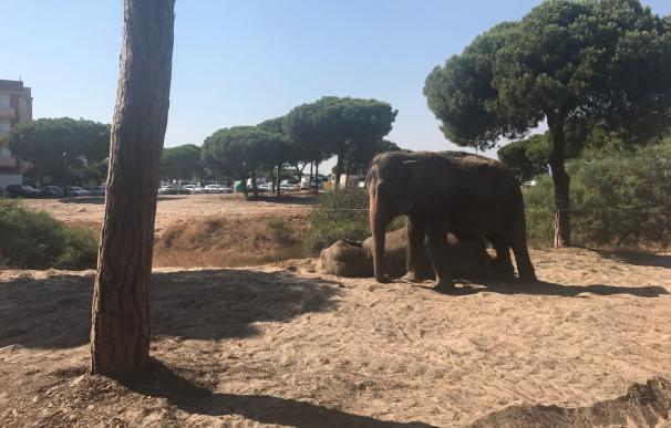 Asociación de Circos Reunidos anuncia una demanda contra Cacma por "manipulación" sobre el elefante en Mazagón