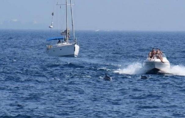 Verdemar critica el "elevado" número de embarcaciones para avistar delfines en la Bahía de Algeciras