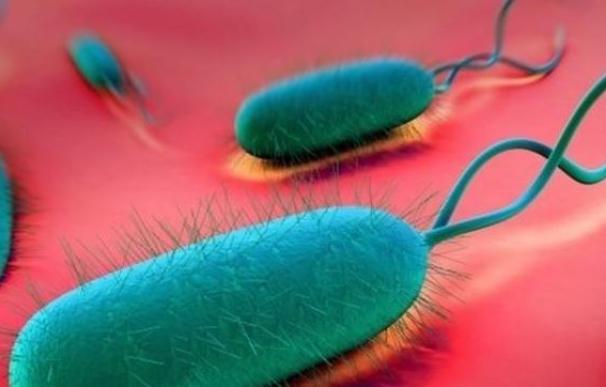 ¿Qué bactería es la que afecta a casi el 50% de la población?