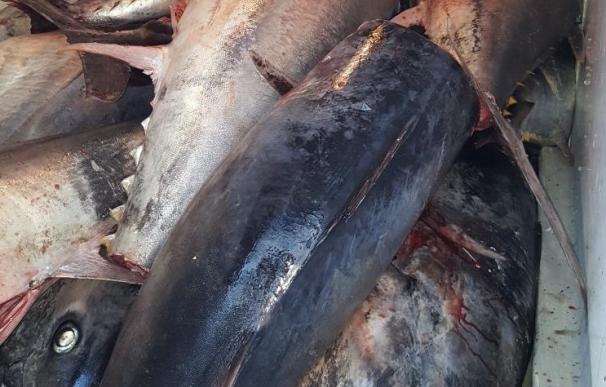 La Inspección Pesquera de la Junta decomisa 941 kilos de atún rojo no apto para consumo en Mercamálaga