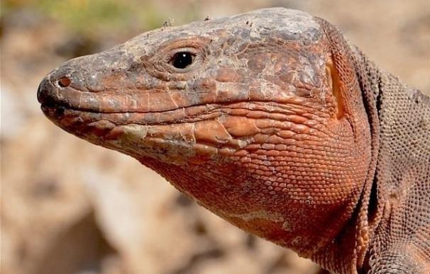 Los ecosistemas de Canarias pueden sufrir "graves consecuencias" por la extinción de los lagartos gigantes