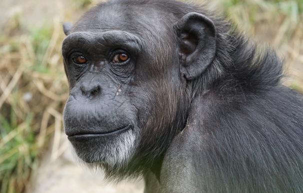 Los chimpancés y los niños humanos imitan espontáneamente las acciones del otro y de manera similar
