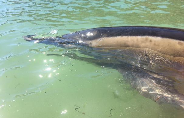 Rescatado un delfín de más de dos metros en Ares (A Coruña) tras varar en una zona acantilada