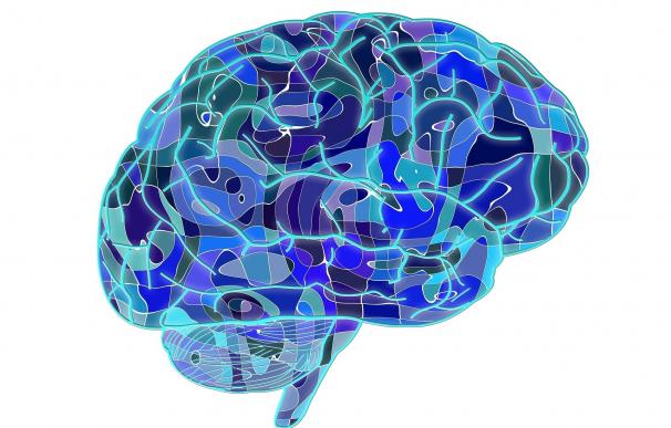 Biólogos encuentran nueva fuente para el desarrollo del cerebro