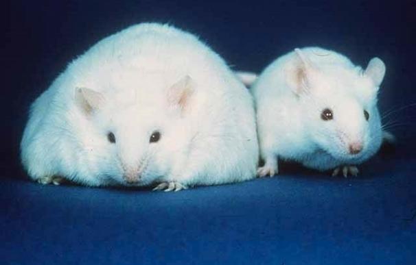 Científicos encuentran una manera de convertir la grasa corporal mala en grasa buena en ratones