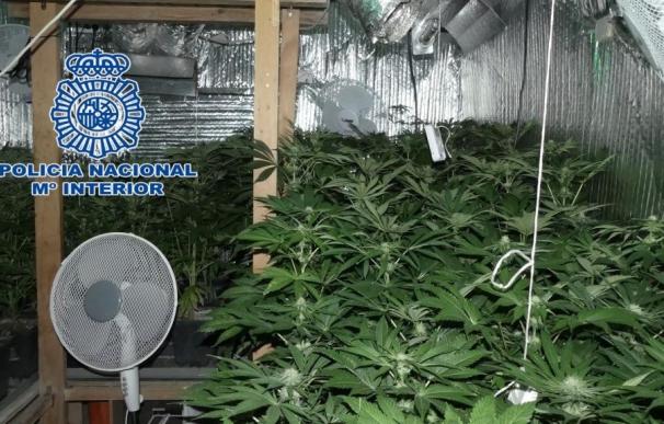 Un detenido y 850 plantas incautadas al desmantelar una plantación y secadero de marihuana