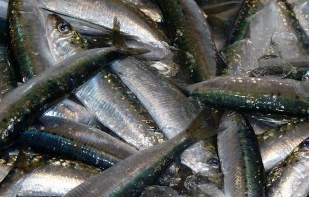 Las exportaciones de pescados y mariscos de Andalucía aumentan hasta junio un 25% y superan los 145 millones