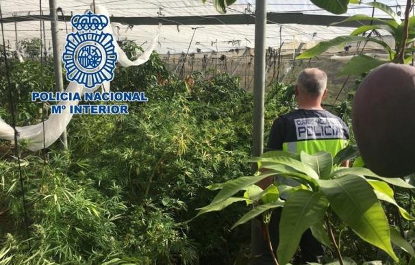 Intervenidos 122 kilos de marihuana mezclados con mangos en un invernadero de Los Guájares
