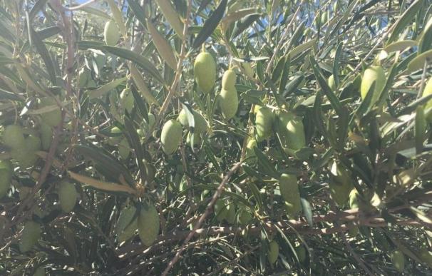 Comienza la campaña de tratamiento fitosanitario contra la mosca del olivo en la comarca de Ibores-Villuercas