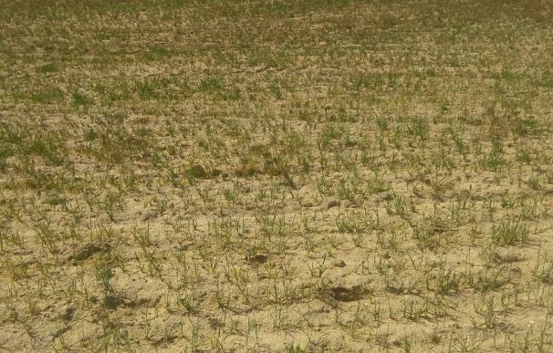El Gobierno reitera a Agricultura que declare la situación de sequía en la margen derecha y alto Ebro
