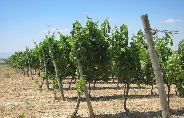 La cosecha de uva sufrirá un descenso de hasta el 30% por la sequía y el granizo, según AVA