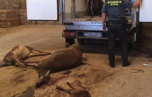 Investigan al dueño de una finca de Alájar tras intervenirle 15 ciervos cazados ilegalmente