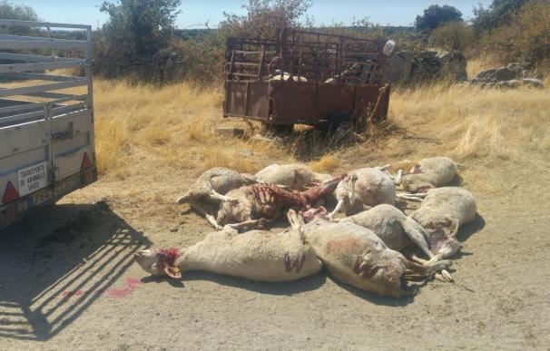 UPA-COAG denuncia la muerte de 16 ovejas en sendas explotaciones en Fresnadillo (Zamora) por el ataque de lobos