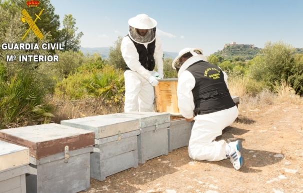 Un detenido y un investigado por envenenar 16 millones de abejas en Montesa