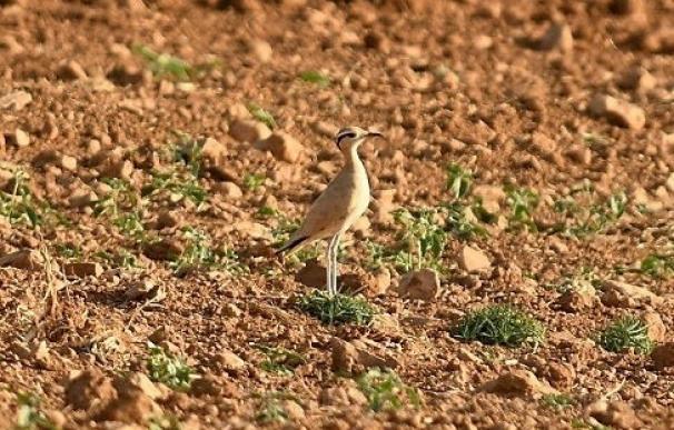 El corredor sahariano, un ave propia de entornos desérticos, cría en Granada por primera vez