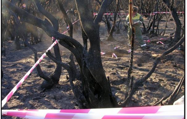 Canarias declara alerta máxima este martes por riesgo de incendios forestales en Gran Canaria y las islas occidentales