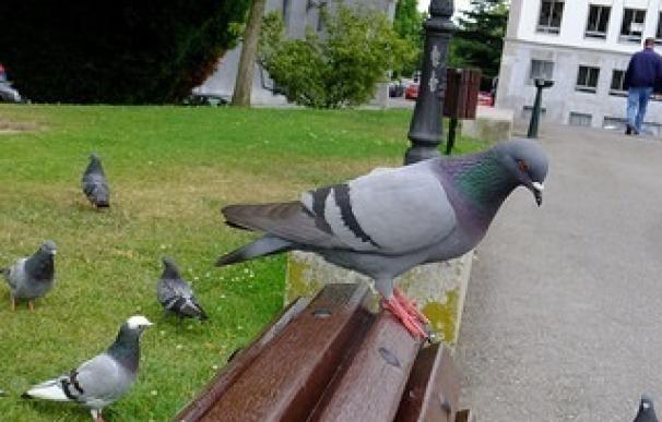 Promueven una campaña para evitar la presencia de palomas y gaviotas en las terrazas hosteleras