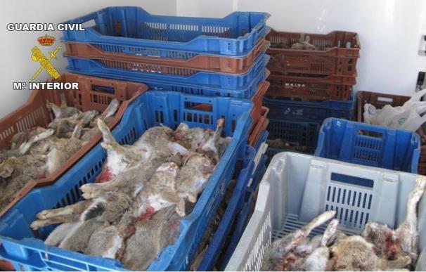 Intervenidos 278 conejos a una empresa que los compraba a cazadores para venderlos después sin permisos