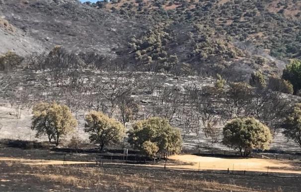 El incendio de Cazalla de la Sierra, ya controlado, ha afectado a 75 hectáreas de terreno