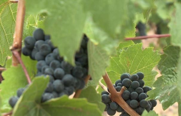 La vendimia refleja un "buen estado vegetativo" de la uva, según el Consejo Regulador de la DOC Rioja
