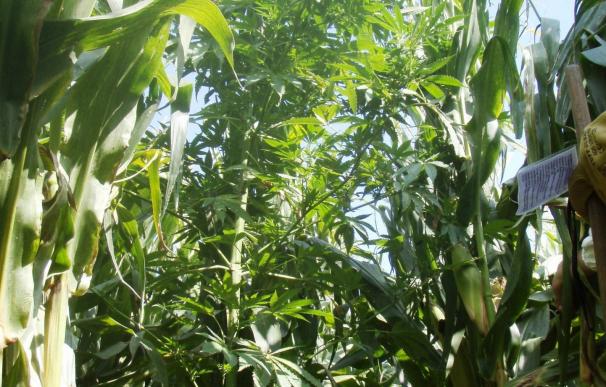 Incautadas cien plantas de marihuana escondidas en maizales en Mendigorría y Larraga (Navarra)