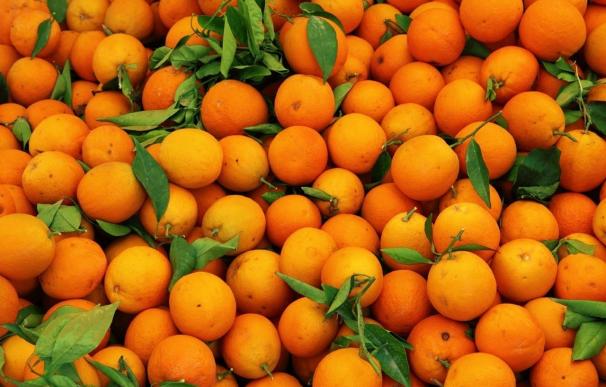 AVA-Asaja advierte de que la escasez de producción citrícola adelanta las compras y eleva los precios hasta un 17%