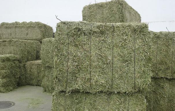 El Govern pone en marcha las campañas de semillas de cereales y de alfalfa