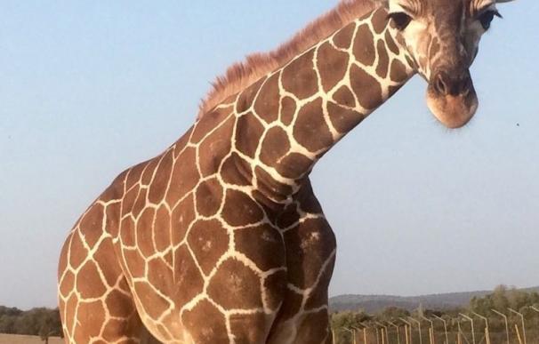 Nace una jirafa en Safari Madrid cuyo nombre saldrá de un concurso celebrado a través de Facebook