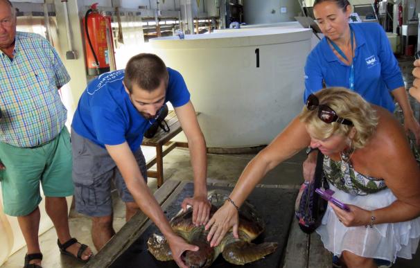 Cuatro amigos franceses visitan en l'Oceanogràfic a la tortuga que salvaron en el mar en Orihuela enredada en plásticos