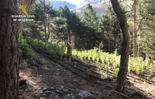 La Guardia Civil descubre más de 3.000 plantas de marihuana en el Parque Natural de Sierra Nevada